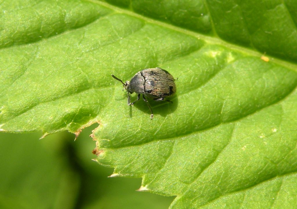 Chrysomelidae Bruchinae:   Bruchidius ater (cf.)